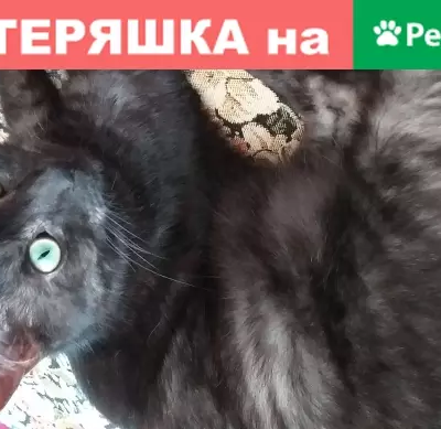 Потерянные животные Чита, фото: Пропал кот Рыся в 5 мкр, Чита, без хвоста.