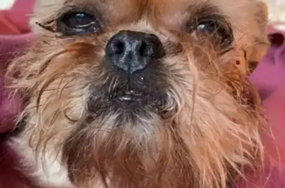 Собаки потеряшки, Нижний Тагил, фото: Потеряшка собака Дуся, адрес - мира 21