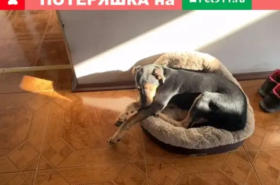 Найден щенок ягдтерьера в Воронеже