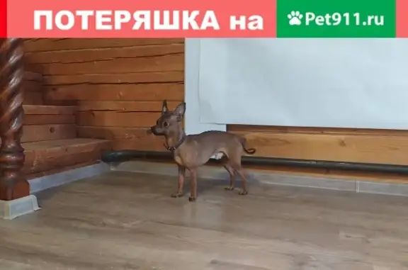 Найдена собака, Заветы Ильича, фото: Найден кобель той терьера в Пушкино, Заветы Ильича.