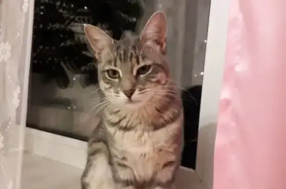 Кошки потеряшки, Москва, фото: Потеряшка кошка на Алтуфьевском шоссе 24В