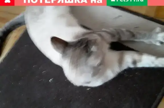 Найден кот в Невском районе на ул. Крыленко