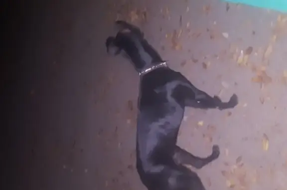 Найдена собака, Астрахань, фото: Найдена собака на Боевой ул. 54 в Астрахани