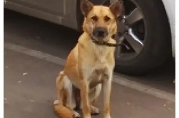 Собаки потеряшки, Москва, фото: Потеряшка собака на ул. Онежская, Москва