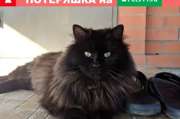 Кошки потеряшки, Гавердовский, фото: Потеряшка кошка в хуторе Гавердовский (Республика Адыгея)