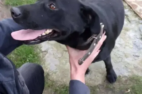 Найдена собака с ошейником в Бресте