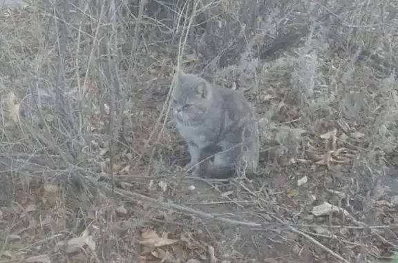 Серая кошка с ярко-рыжими глазами найдена в Оренбурге