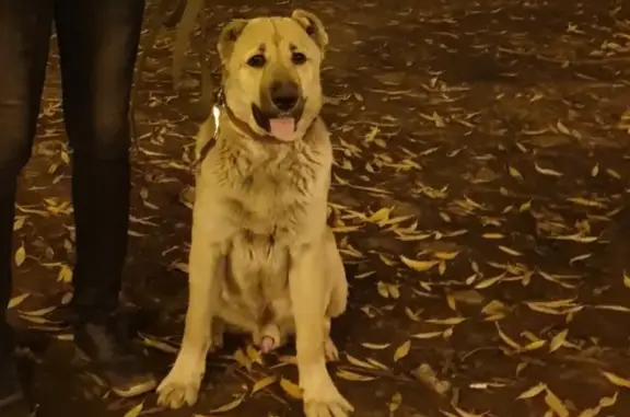 Пропала собака в арбековском поселке, Пенза
