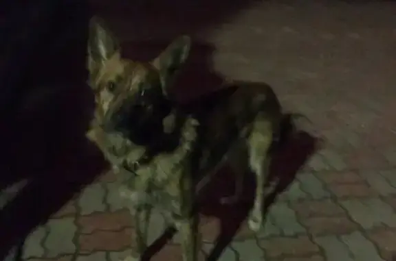 Найдена собака на проходной у хлорного в Братске