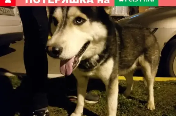 Собака в зеленом ошейнике найдена в Софрино, МО.