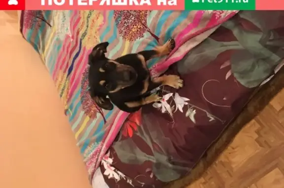 Найдена собака метис таксы в Омске