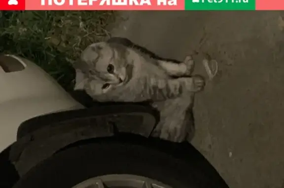 Найдена кошка около метро Проспект Вернадского