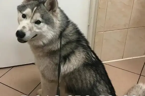 Найдена собака в поселке Развилка, Москва