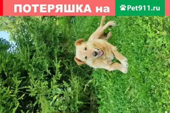 Собаки потеряшки, Москва, фото: Потеряшка собака в поселке Абабурово, Москва