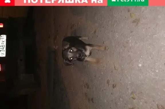 Найден щенок на ул. Комсомольской, 3 в Джанкое