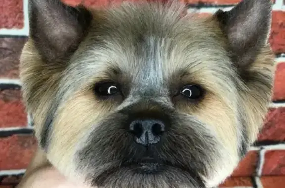 Пропала собака Мартин в Нахабино, Московская область