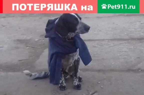 Пропала охотничья собака в д. Есипово, Московская обл.