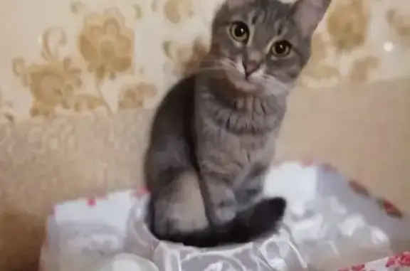 Пропала кошка в Зеленодольске после операции