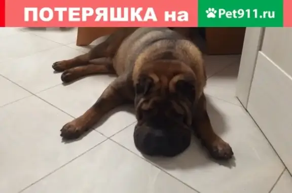 Собаки потеряшки, Лосино-Петровский, фото: Потеряшка собака Шарпей в Лосино-Петровском