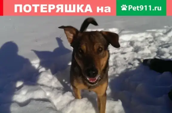 Собаки потеряшки, Дзержинск, фото: Потеряшка собака Кубырь в Нижнем Новгороде, ищем!