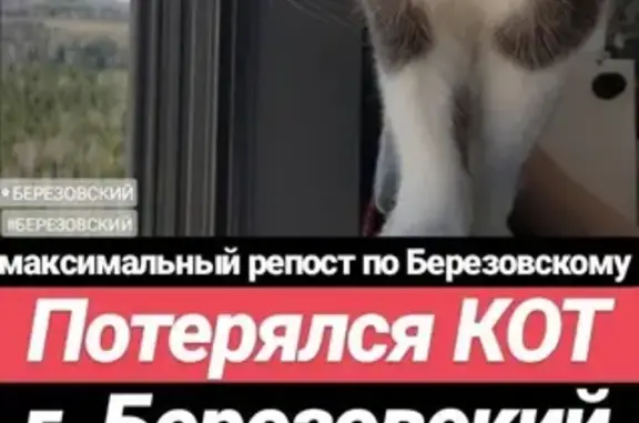Пропала кошка в Березовском, Свердловская обл.