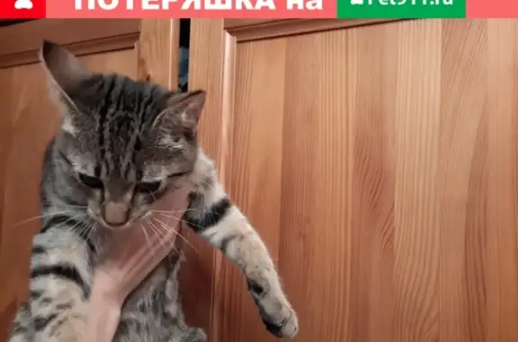 Найдены кошка и котик в Успенском, МО