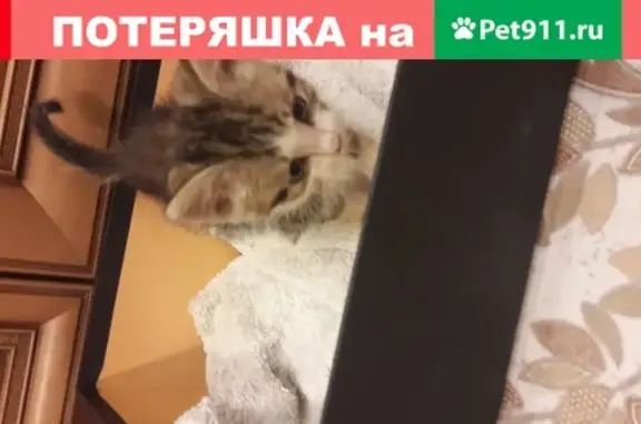 Найдена кошка около д.313 на ул. Лермонтова, Иркутск