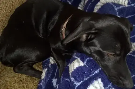 Собака Такса найдена в Абакане с дефектом лапы.