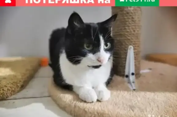 Найдена кошка Милка на пр. Бумажников, 9. Без породы, черно-белая. Просьба сообщить по 89608572794.