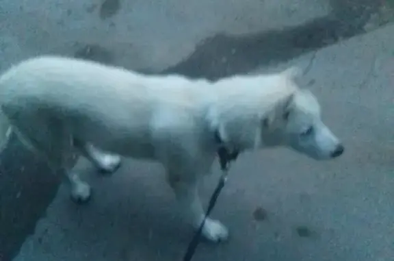 Пропала собака Сэм в Ополье, Кингисеппский район, Ленобласть
