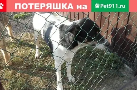 Найдена собака, Москва, фото: Найден молодой кобель в Мартыновском селе