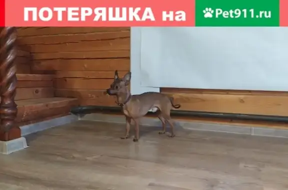 Собака найдена на ул. Почтовая, Пушкино