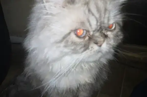 Кошка найдена на ул. Суворова, 8А в Королеве