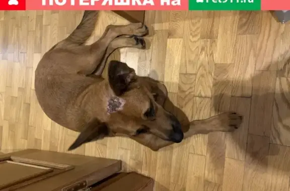 Найдена собака, Нижний Новгород, фото: Собака на Фруктовой 7к3: ждет хозяина