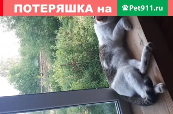 Кошки потеряшки, Москва, фото: Потеряшка кошка на улице Лобачевского, 76