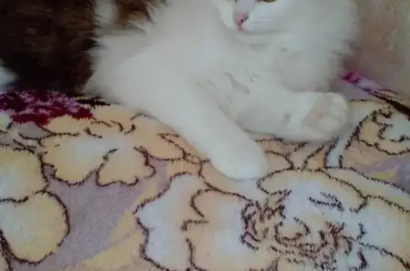 Кошки потеряшки, Ульяновск, фото: Потеряшка кошка на ул. Репина, 55 в Ульяновске