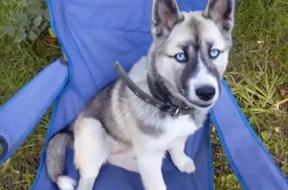 Потерянные животные Омск, фото: Пропала собака Тесса в Амуре-2