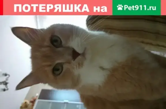 Кошки потеряшки, Санкт-Петербург, фото: Потеряшка кошка Мика в Агалатово, Всеволожский район