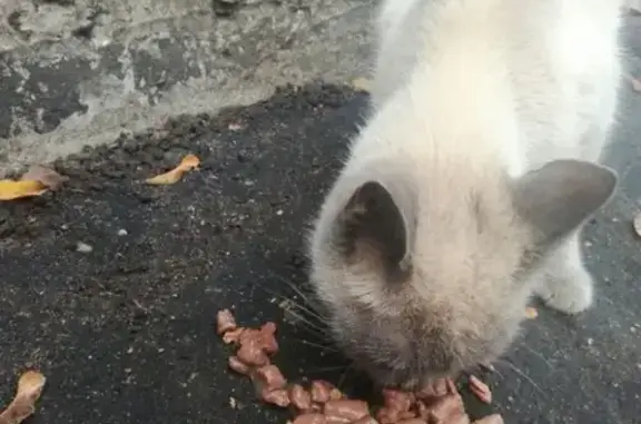 Найдена сиамская кошка на Космодемьянской, 23