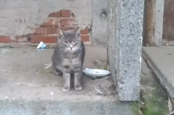 Найдена кошка на Старых Большевиков в Екатеринбурге
