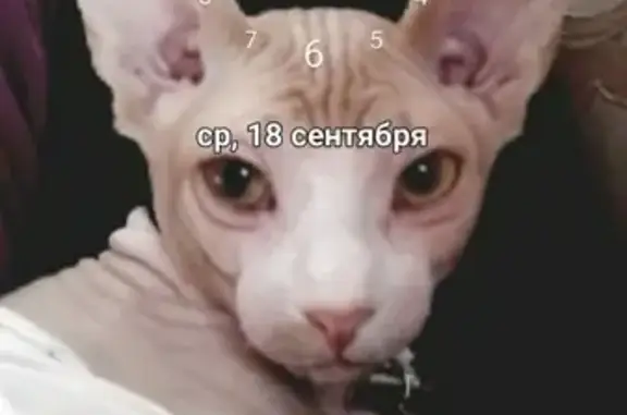 Пропала кошка Сфинкс в Голыгино, Московская область