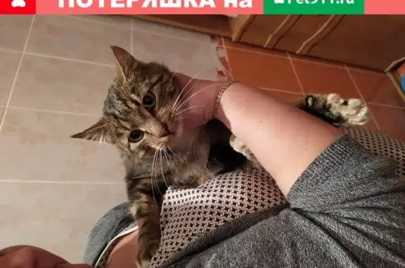 Найдена домашняя кошка на ул. Кибальчича в Калуге