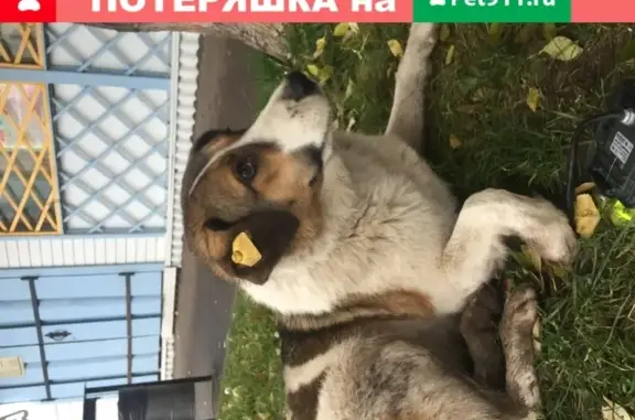 Найдена собака на ул. Академика Сахарова, Казань.