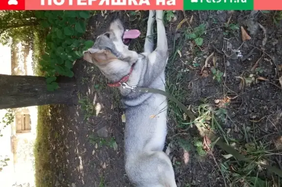 Потерянные животные Ставрополь, фото: Пропала крупная собака на ул. Тельмана, 226, Ставрополь.