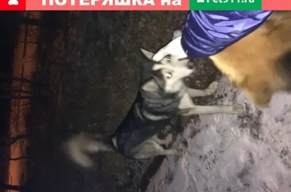 Собака Хаски найдена в Улан-Удэ, ул. Пушкина, 8.