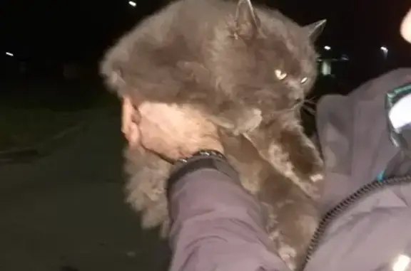 Найдена кошка на Лукойл АЗС 50236 в Сергиево-Посадском районе