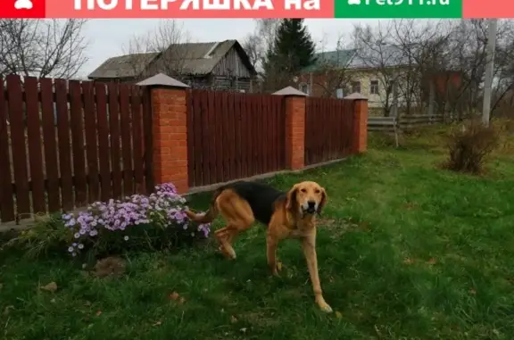 Найден крупный молодой пёс в Суково, Московская обл.