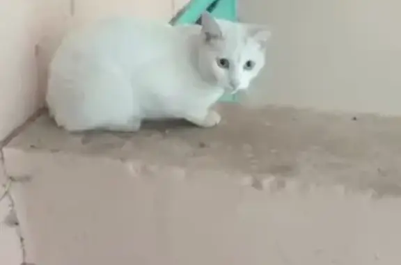 Найдена белая кошка в Лефортово, ищем хозяев