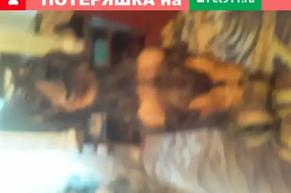 Собаки потеряшки, Нижний Новгород, фото: Потеряшка собака Такса на ул. Родионова, 122А