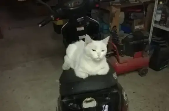 Кошки потеряшки, Таганрог, фото: Потеряшка белая кошка на 3х ногах, Поляковское ш. 15, Таганрог